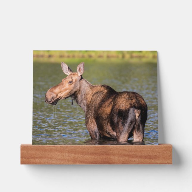 Moose Feeding in Glacier National Park, Montana Picture Ledge (Front)