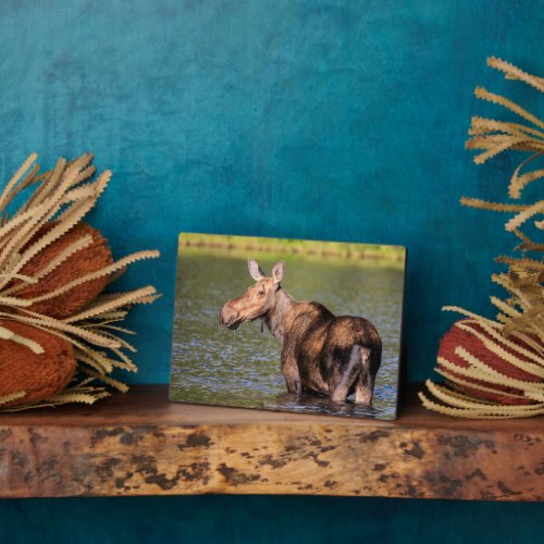 Moose Feeding in Glacier National Park Montana Plaque