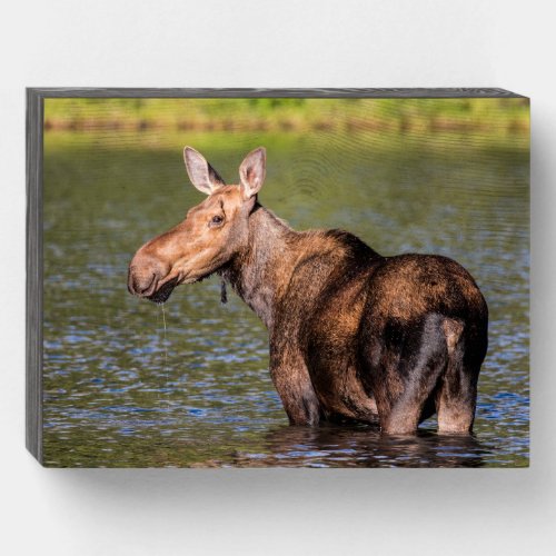 Moose Feeding in Glacier National Park Montana Wooden Box Sign