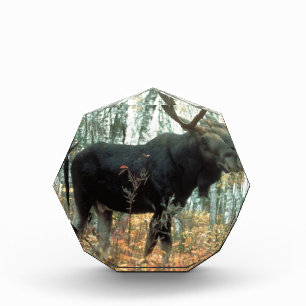 Moose Forest Trees Park Animal Wildlife Art Acrylic Award