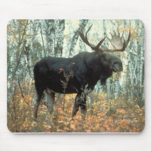 Moose Forest Trees Park Animal Wildlife Art Mouse Pad