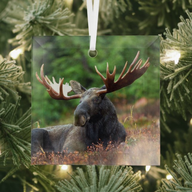 Moose Glass Ornament (Insitu)