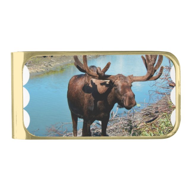 Moose Gold Finish Money Clip (Front)
