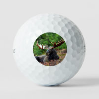 Moose