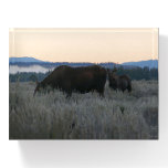 Moose Grazing at Sunrise at Grand Teton Paperweight