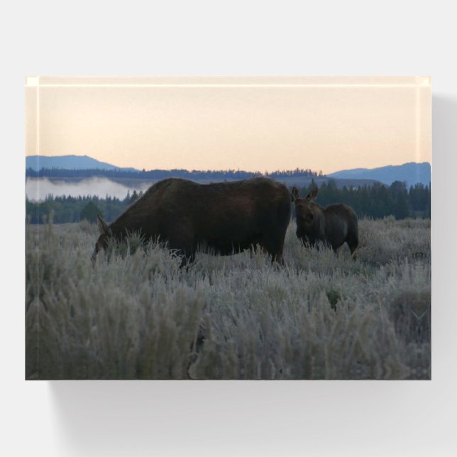 Moose Grazing at Sunrise at Grand Teton Paperweight (Front)