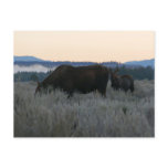 Moose Grazing at Sunrise at Grand Teton Postcard