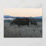 Moose Grazing at Sunrise at Grand Teton Postcard