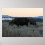 Moose Grazing at Sunrise at Grand Teton Poster