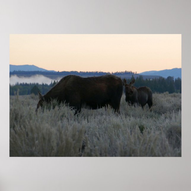 Moose Grazing at Sunrise at Grand Teton Poster (Front)