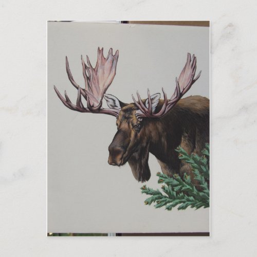 Moose Head Portrait Postcard