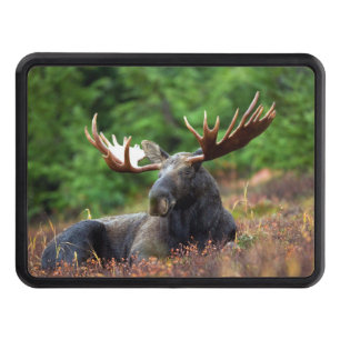 Moose Hitch Cover