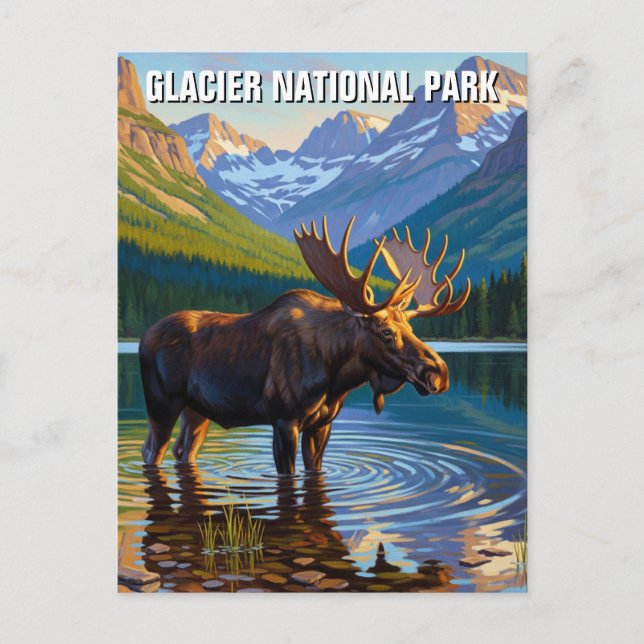 Moose in Glacier National Park Travel Postcard (Front)