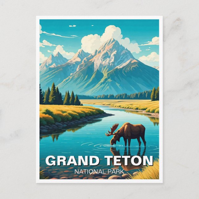 Moose in Grand Teton National Park Postcard (Front)