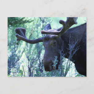 Moose in Jackson Hole, Wyoming Postcard