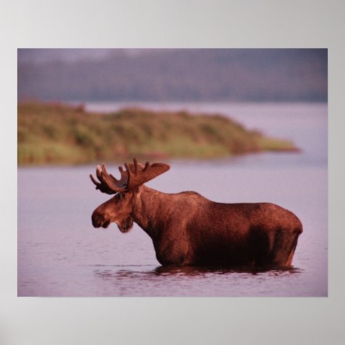 Moose in Lake Poster