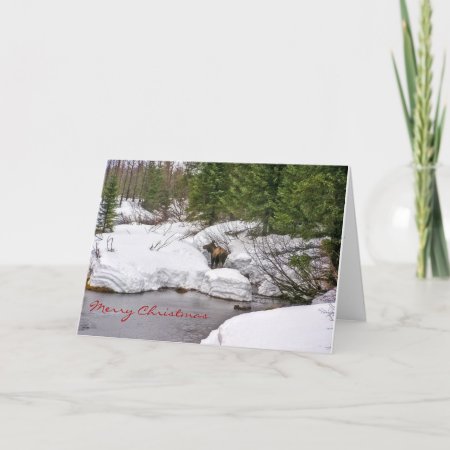 Moose In Snow Greeting Card