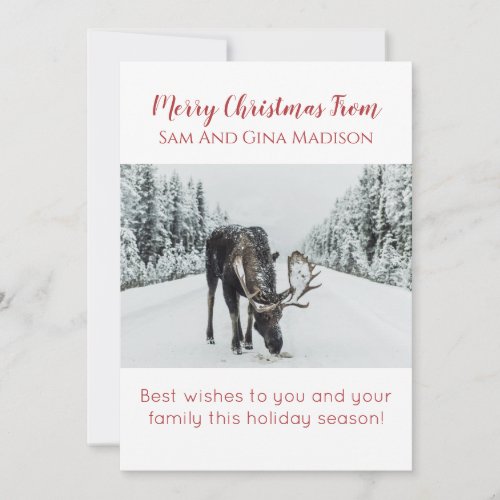 Moose In Snow Wilderness Christmas Card