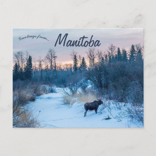 Moose in Winter at Lake Audy Manitoba Canada Postcard