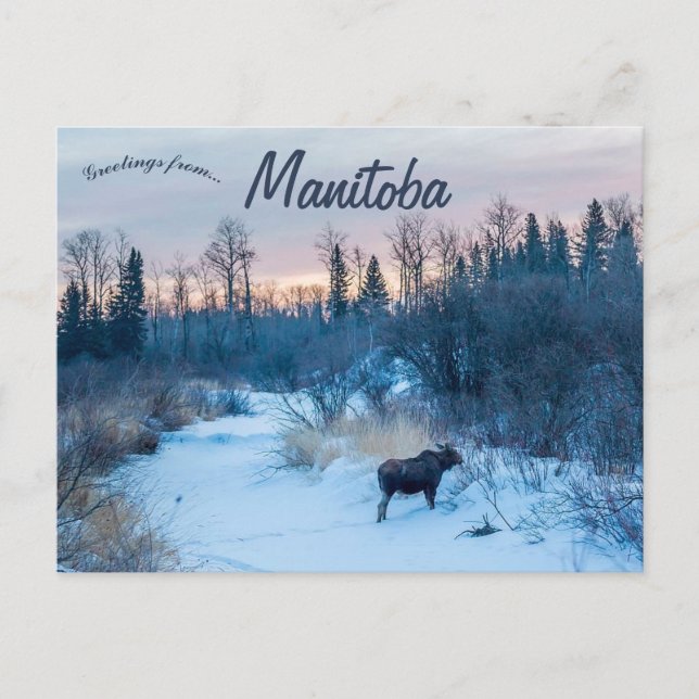 Moose in Winter at Lake Audy Manitoba Canada Postcard (Front)