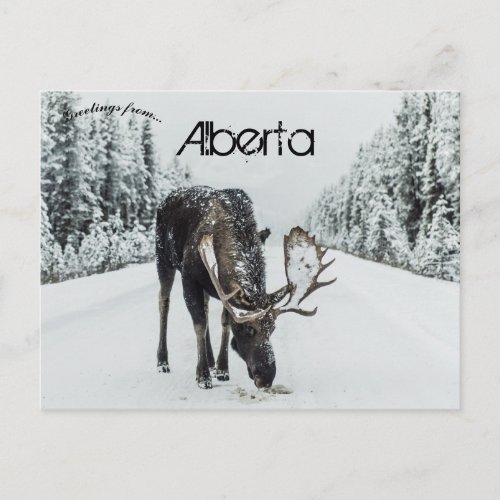 Moose In Winter In Jasper Alberta Canada Postcard