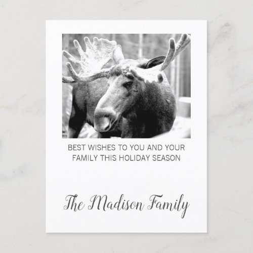 Moose In Winter Snow Christmas Greeting Holiday Postcard