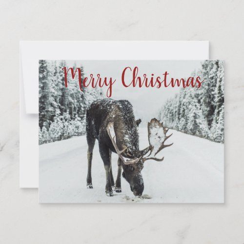 Moose In Winter Snow Holiday Card