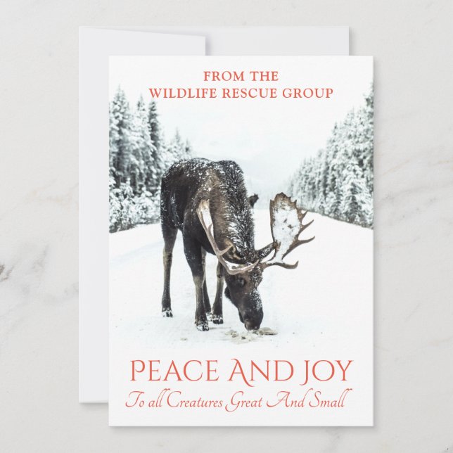 Moose In Winter Snow Wildlife Rescue Christmas Holiday Card (Front)