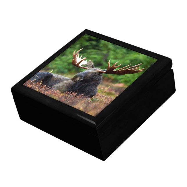 Moose Jewelry Box (Side)