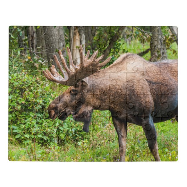 Moose | Kenai Peninsula, Alaska Jigsaw Puzzle (Puzzle Horizontal)