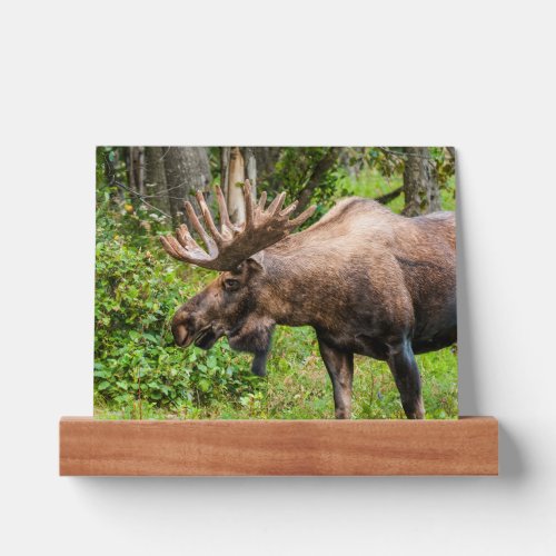 Moose  Kenai Peninsula Alaska Picture Ledge