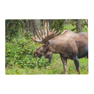 Moose   Kenai Peninsula, Alaska Placemat