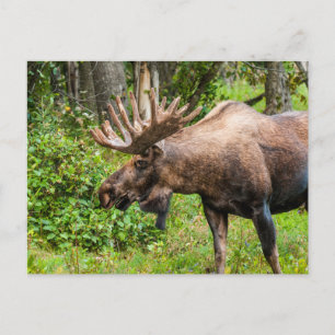 Moose Kenai Peninsula, Alaska Postcard