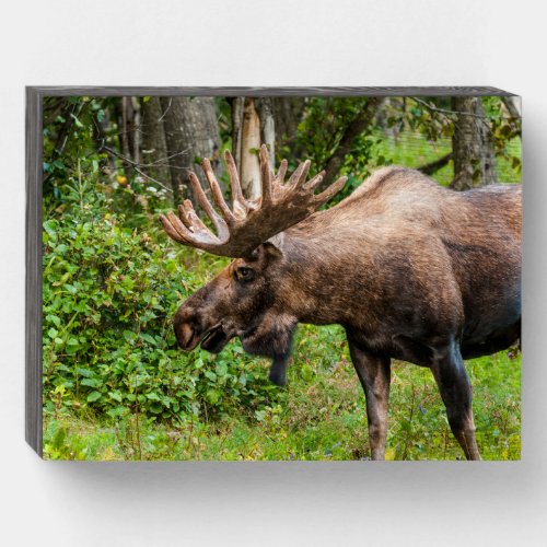 Moose  Kenai Peninsula Alaska Wooden Box Sign