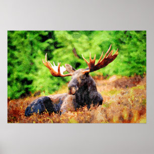 Moose Laying Down Watercolor Painting Wildlife Art Poster
