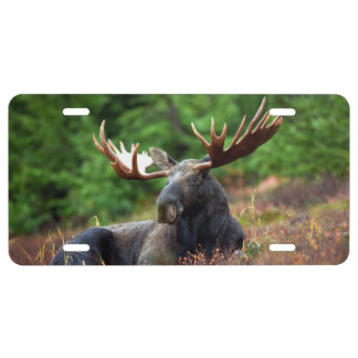 Moose License Plate