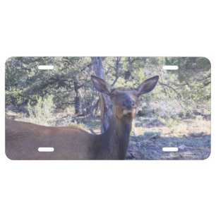Moose License Plate