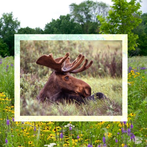 Moose Lounging in Grass Postcard