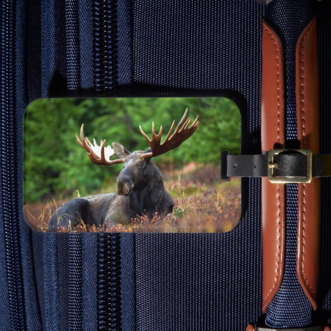Moose Luggage Tag (Front Insitu 4)