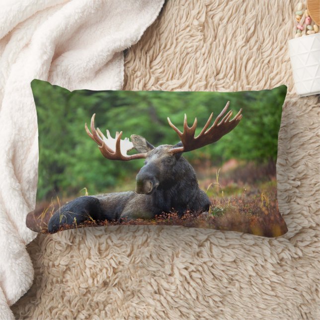 Moose  lumbar pillow (Blanket)