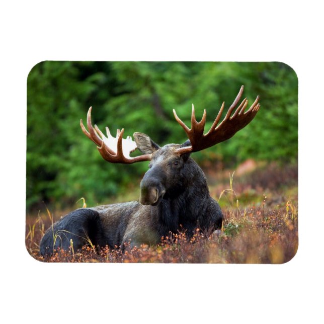 Moose Magnet (Horizontal)