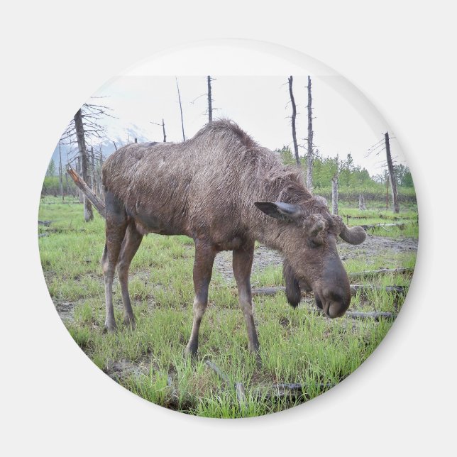 Moose Magnet (Front)