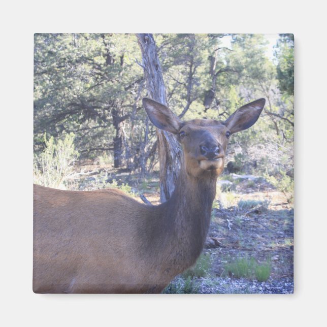 Moose Magnet (Front)