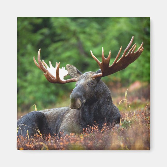Moose Magnet (Front)