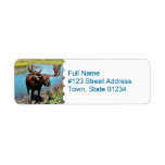 Moose Mailing Label