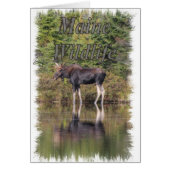 Moose - Maine Wildlife (Front)