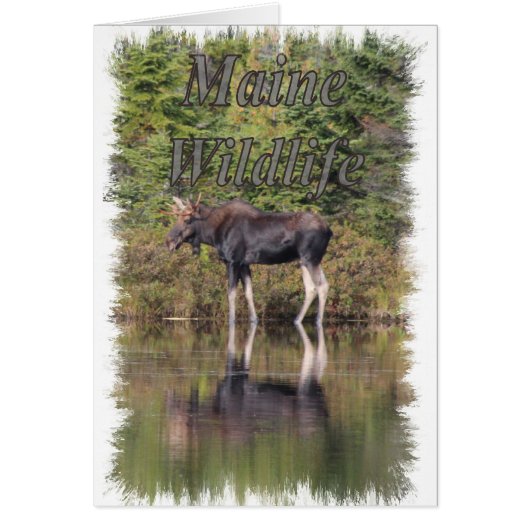 Moose - Maine Wildlife (Front)
