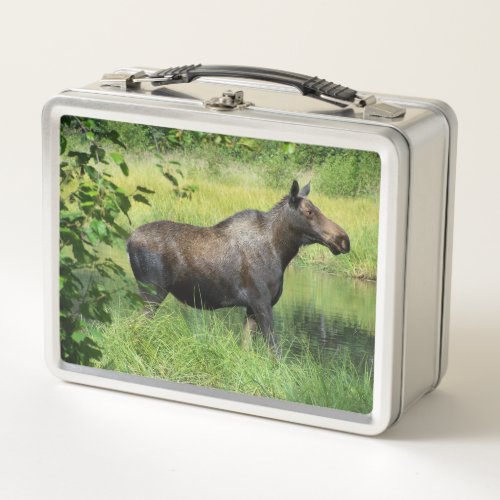 Moose Metal Lunch Box