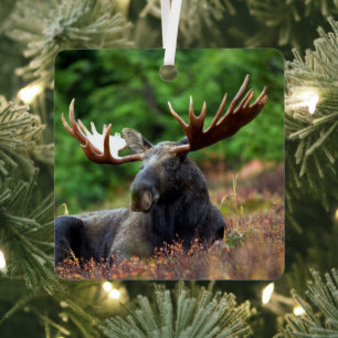 Moose Metal Ornament