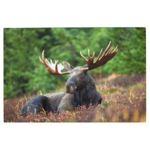 Moose Metal Print